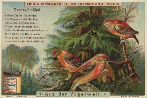 Picture series From the world of birds, crossbill, Liebig picture, digitally restored reproduction