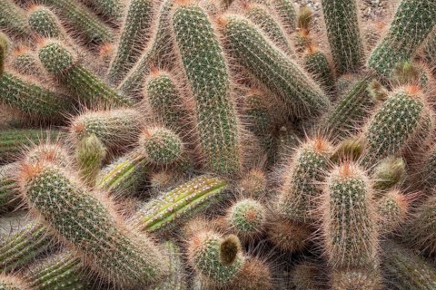 Close-up of the spiny surface of cacti, Echinopsis, Princess of Wales Conservatory, Royal Botanic