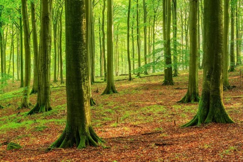 Near-natural old beech forest (Fagus sp.), Stubnitz forest area, Jasmund National Park, Rügen