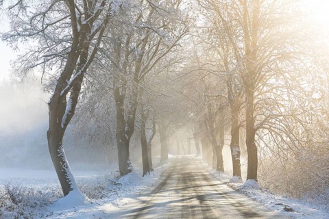 Snow-covered road, wintry avenue with fog and sun near Neukloster, Mecklenburg-Vorpommern, Germany,