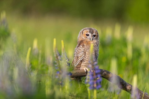 One young Ural owl (Strix uralensis) sitting on a branch lying in a field of flowering lupines in