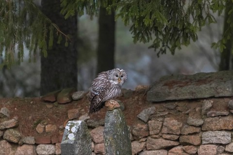 One Ural owl (Strix uralensis) sitting on a old jewish gravestone with a natural stone masonry and
