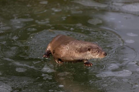 One Eurasian otter (Lutra lutra), emerging between the ice in a frozen river