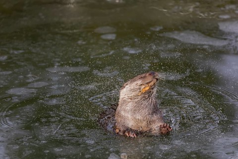One Eurasian otter (Lutra lutra), emerging between the ice in a frozen river