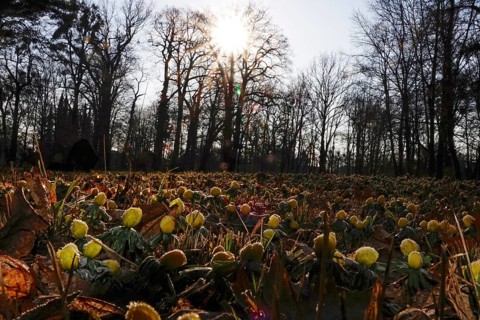 Winter aconites in a meadow, winter, Germany, Europe
