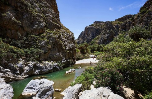 Palm grove in the Kourtaliatiko Gorge, Preveli Beach, south coast, Crete, Greece, Europe