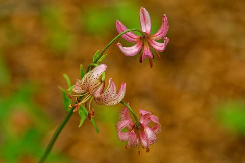 Turk's cap (Lilium martagon), with three distinctive flowers, Upper Bavaria, Bavaria, Germany,