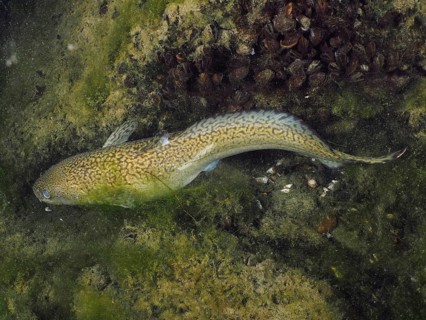 Burbot (Lota lota) lies flat on sandy, green ground, dive site Zollbrücke, Rheinau, Canton Zurich,