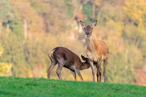 An adult red deer hind (Cervus elaphus) nurses her calf in a meadow in the beautiful morning light.