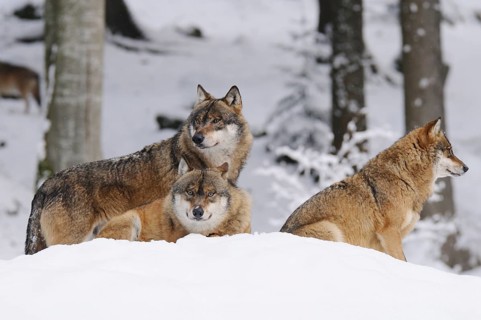 Three resting wolves can be seen in the snow in a snowy forest, Eurasian wolf (Canis lupus lupus),