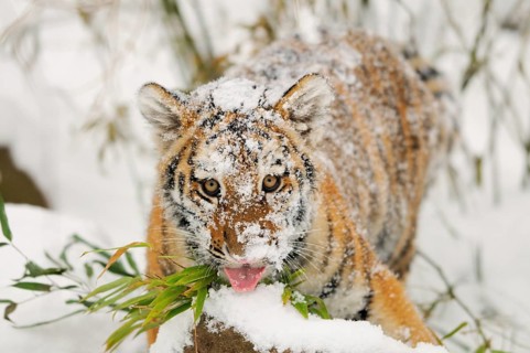 A tiger cub with snow spots on it chews on bamboo in the snow, Siberian tiger (Panthera tigris