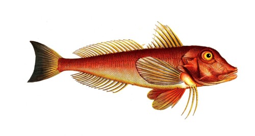 Fish, Fish, Fish species from the subfamily of the Tub gurnards, Trigla pini, Pine-bough,