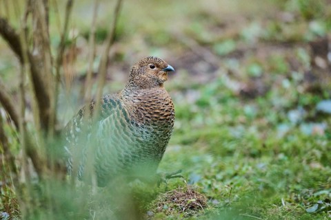 Eurasian black grouse (Lyrurus tetrix) female (hen) standing on the ground at the edge of a foest,