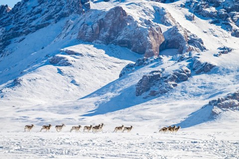 Marco Polo sheep (Ovis ammon polii) in snowy habitat, Pamir-Argali, Pamir wild sheep, Pamir