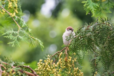House sparrow (Passer domesticus), house sparrow, sparrow, male sitting on a green branch in light
