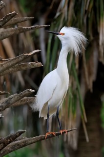 Great Egret (Egretta thula), adult, in breeding plumage, during breeding season, perch, St.