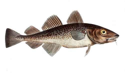 Fish, Fish, Family of cod, Gadus callarias, The cod, Historical, digitally restored reproduction