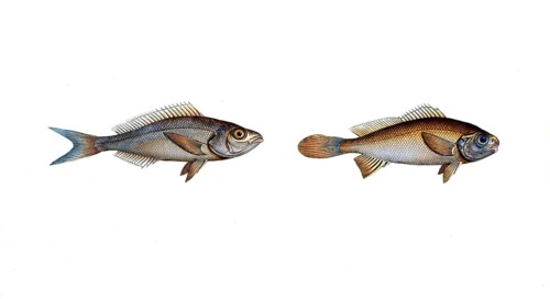 Fish, Pisces, Wrasse family, Bodianus argenteus, the Silver-Bodian. right: Wrasse family, Bodianus