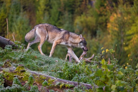 A Eurasian gray wolf (Canis lupus lupus) runs down a hill on a lying tree trunk. Early morning