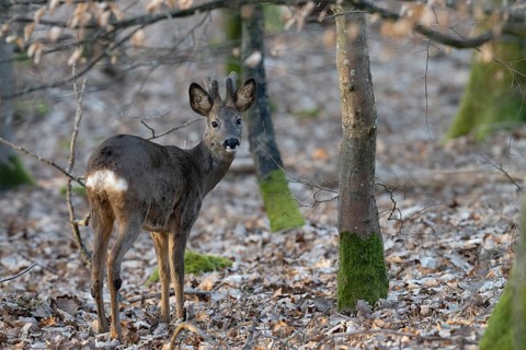Roebuck (yearling) in the Bast, Wittlich, Rhineland-Palatinate, Germany, Europe