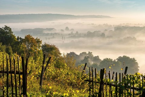 Vineyard with wooden fence in the morning light, view over landscape with morning mist in the Saale