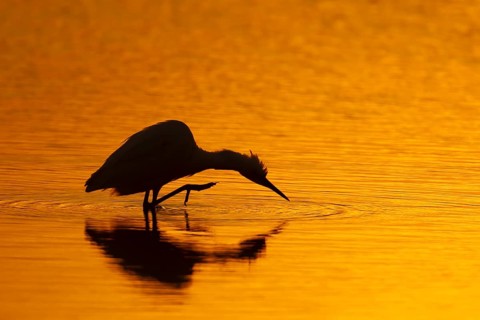 Little egret (Egretta garzetta) silhouette of an adult bird preening in water of a shallow lagoon