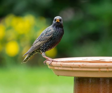 Starling (Sturnus vulgaris) standing on a bird bath, Lower Saxony, Germany, Europe