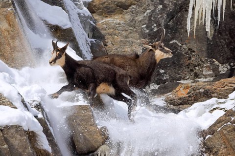 Rutting Alpine chamois (Rupicapra rupicapra) male, buck chasing female down snow covered rock face