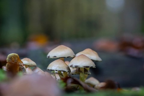 Sulphur tuft (Hypholoma fasciculare), Emsland, Lower Saxony, Germany, Europe