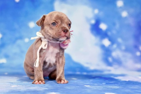 Young purebred young Lilac Brindle French Bulldog puppy with healthy long nose and flower collar