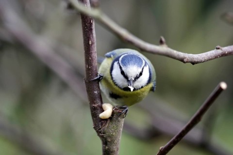 Blue tit (Cyanistes caeruleus), songbird, peanut kernel, tree, winter, close-up, A blue tit pecking