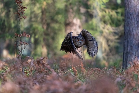 One Eurasian Eagle Owl, Bubo bubo, flying thru a forest with ferns on the ground