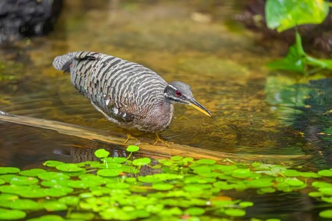 A sunbittern (Eurypyga helias) walks through a shallow creek in a forest searching for food