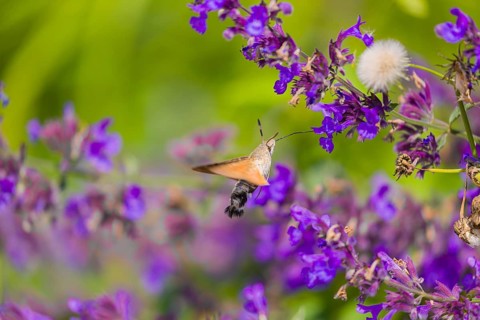 A hummingbird hawk-moth (Macroglossum stellatarum) hovering to drink from a blossom