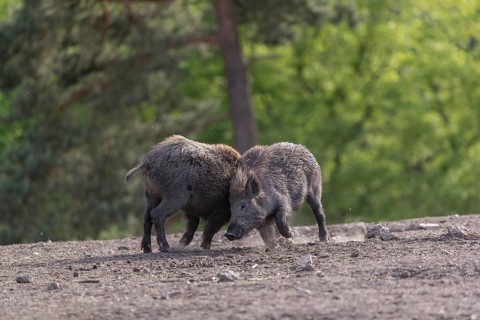 Two young wild boar or wild pig (Sus scrofa), play fighting on an opening, with a green forest in