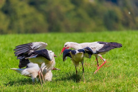 A white stork (Ciconia ciconia) family looking for food on a green meadow