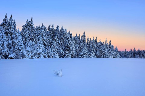 Deep snow-covered forest at dawn, unspoilt winter landscape with dawn, near Torfhaus, Harz National