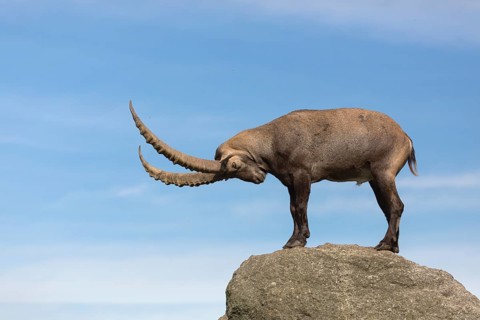 One adult ibex (Capra ibex) standing on a rock like a statue with blue sky behind him on 2500 m sea