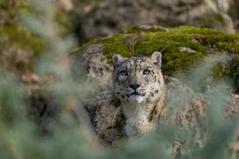 One adult snow leopard (Panthera uncia) standing between rocks on hilly ground surrounded by green