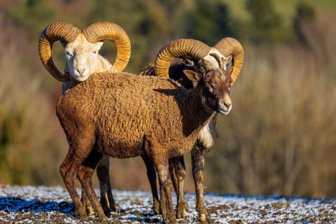 Three snow sheep (Ovis nivicola), or Siberian bighorn sheep stand on a snow covered meadow