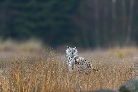 One Siberian Eagle Owl (Bubo bubo sibiricus) sitting on the ground between tall reed grass