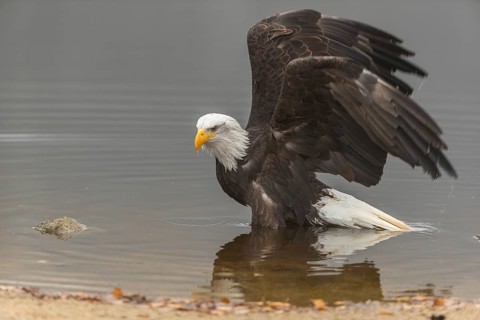 One Bald Eagle, Haliaeetus leucocephalus, standing in the shallow water ashore a small pond on a