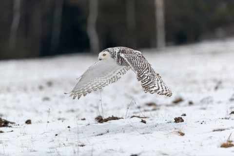 One snowy owl, Bubo scandiacus, Bubo scandiaca, Nyctea scandiaca flying over a snowy meadow with a