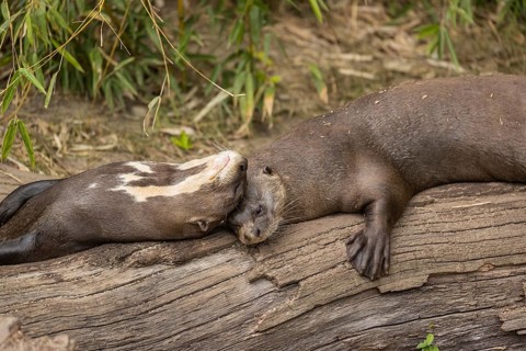 Loving couple. Two giant otter or giant river otter (Pteronura brasiliensis) male and female,