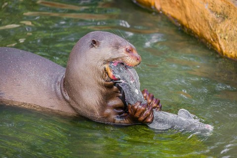 A giant otter or giant river otter (Pteronura brasiliensis) sits in the shallow water of a small