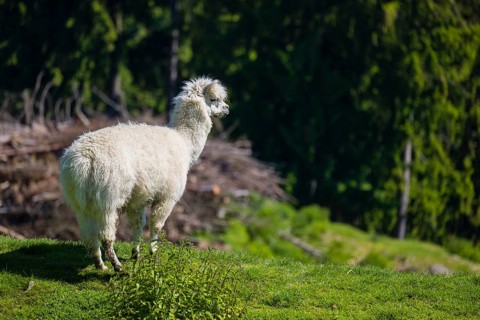 One freshly shorn alpaca (Vicugna pacos) stands in a meadow in front of a dark forest