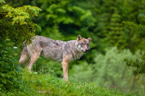 A eurasian gray wolf (Canis lupus lupus) stands on a grassy hill with a green forest in the