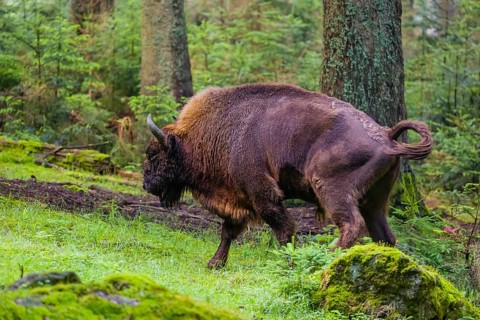 Shitting bull. An adult male European bison (Bison bonasus) stands in a clearing in a dense forest