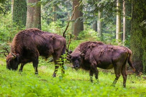 An adult male and female European bison (Bison bonasus) stand in a clearing in a dense forest