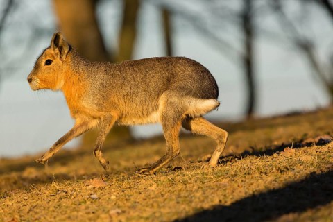 One Patagonian mara (Dolichotis patagonum) walks over a dry meadow in early morning light